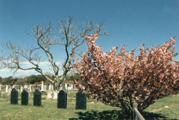 _cemetary_mass2.jpg