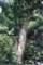 _peaceabletree_conn_small.jpg