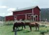 _horses_nv_small.jpg