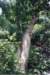_peaceabletree_conn_small.jpg