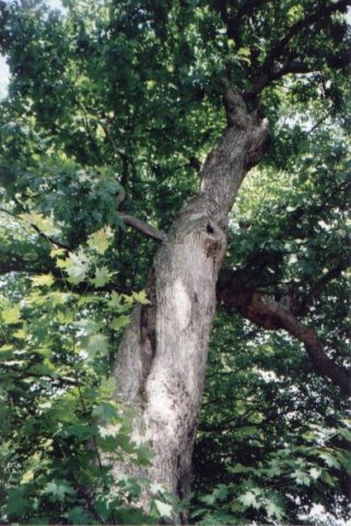 _peaceabletree_conn.jpg