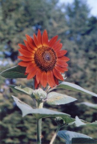 _flower_conn.jpg