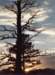 _sun_trees_co_small.jpg