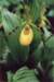 _yellow_lady_slipper_il_small.jpg