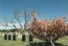_cemetary_mass2_small.jpg