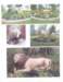 _lion_collage_il_small.jpg